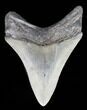 Serrated, Fossil Megalodon Tooth #39943-1